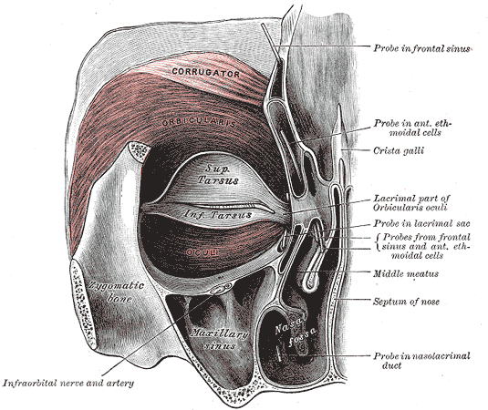Gray’s Anatomy plate of orbital structures