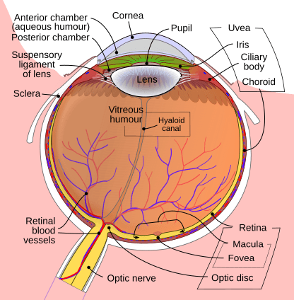 Cross-section diagram of the eye highlighting the macula