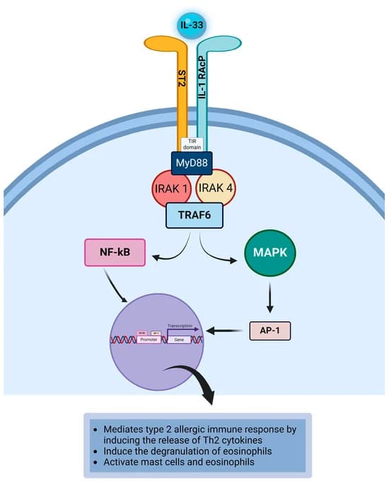 Diagram illustrating immune pathways involved in allergic conjunctivitis.