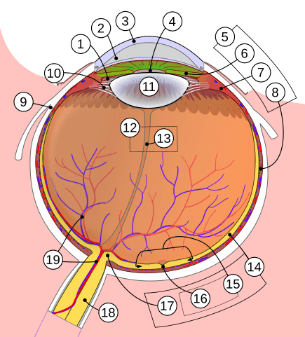 Cross-section diagram of the human eye labeling cornea, conjunctiva and other structures