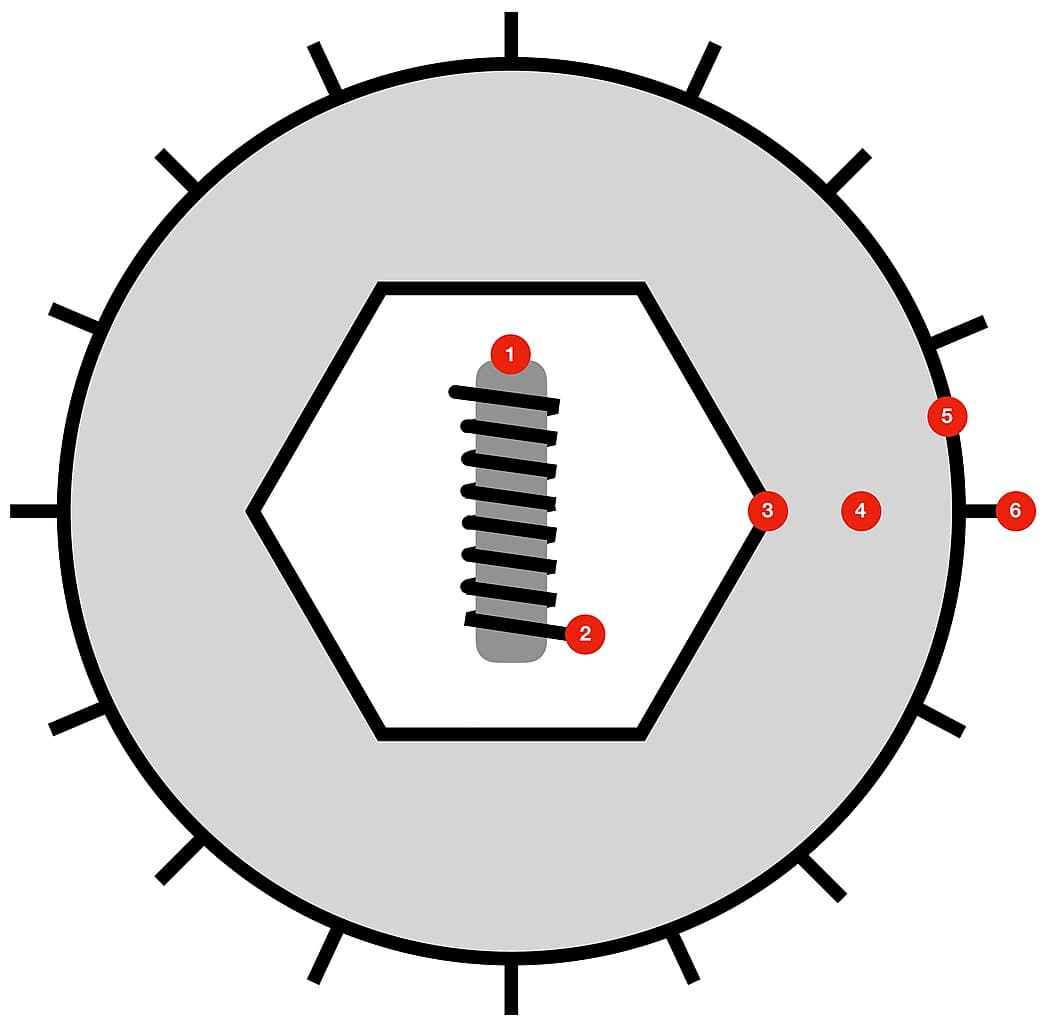 Diagram of a herpesvirales virion showing capsid, tegument, and envelope