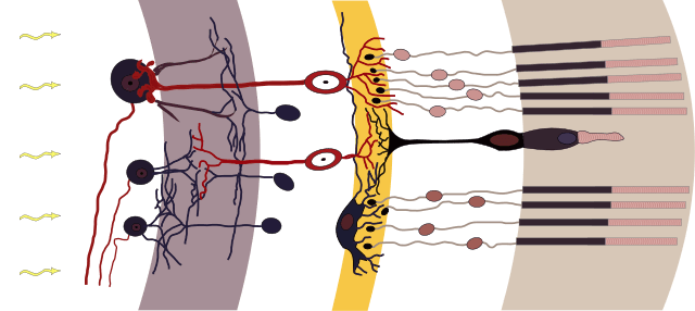Diagram of retinal layers