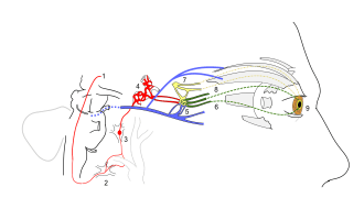 Schematic of sympathetic and parasympathetic pathways involved in Horner syndrome.