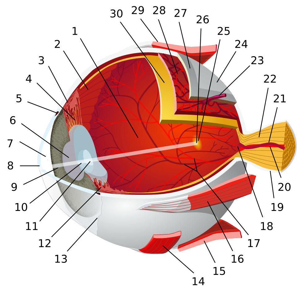 Cross-section diagram of the human eye with labels